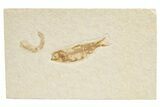 Detailed Fossil Fish (Knightia) - Wyoming #318536-1